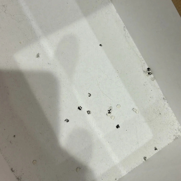 Sister  x Soeur Leyla Snake Platform Sneaker New in Box - Picture 7 of 11